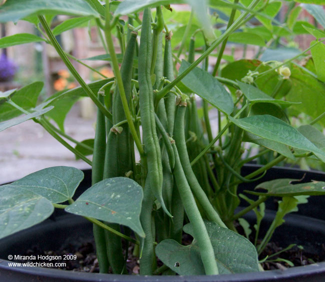 French bush bean 'Koala'