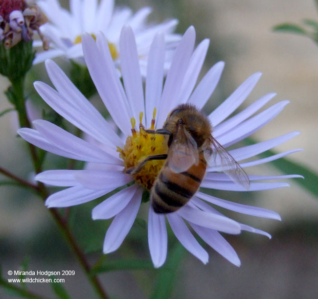 Honey bee on aster flower