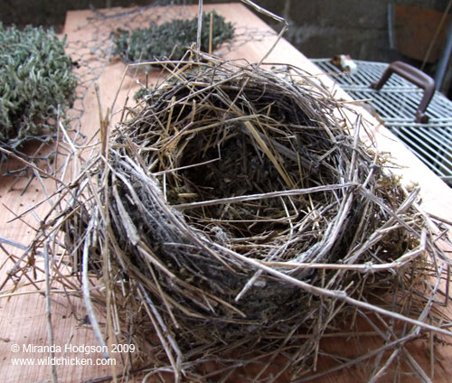 Bird's nest found in thatch