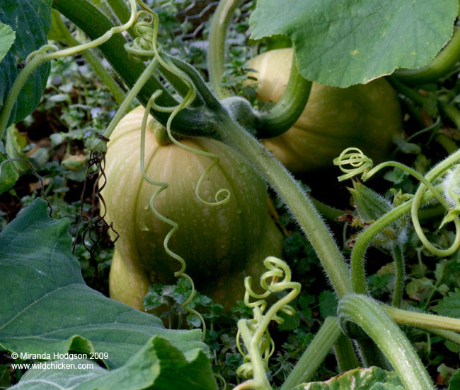 Ripening Butternut squash