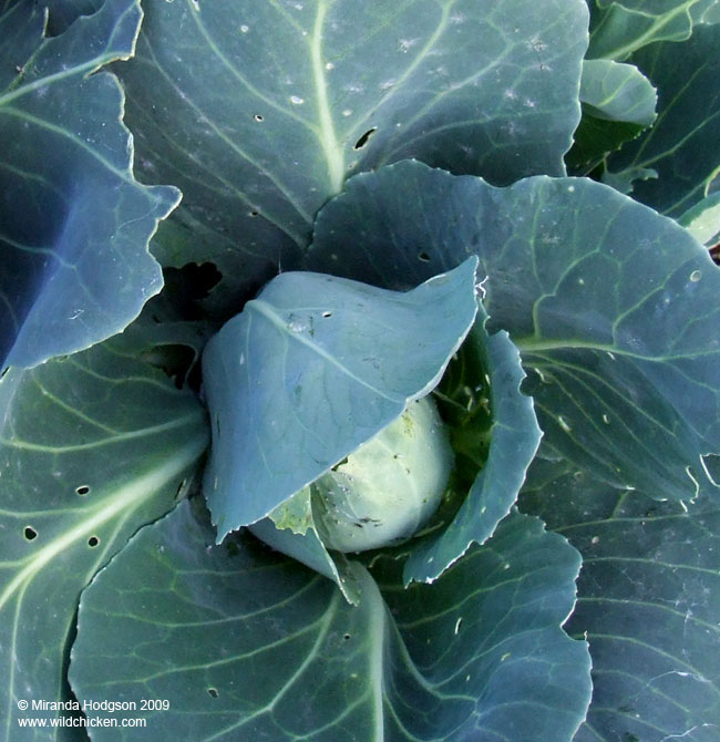 Baby cabbages forming