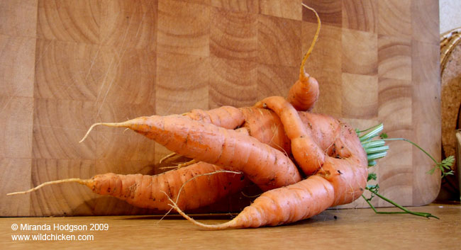 'Autumn King' carrot