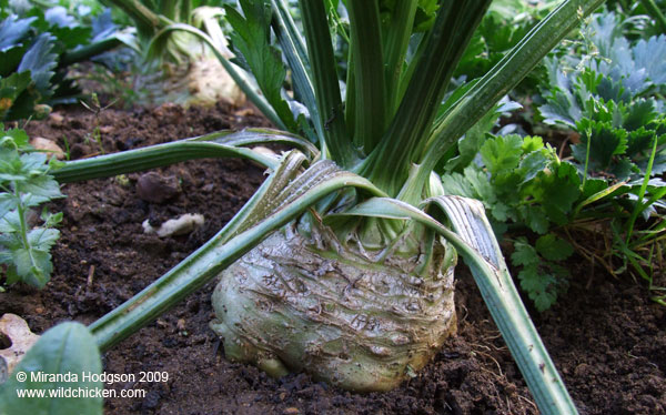 Celeriac in October