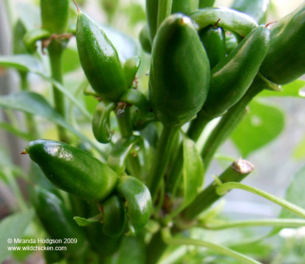 Chillies with side lobes