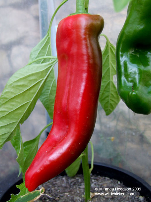 Sweet pepper 'Corno di Toro'