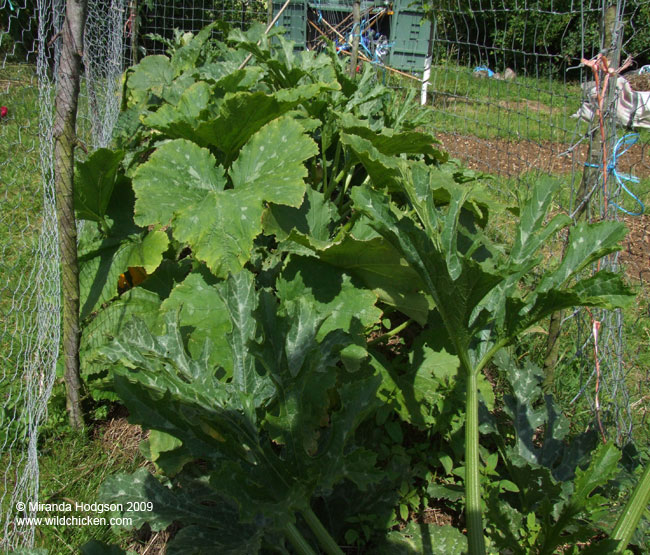 Scary courgettes