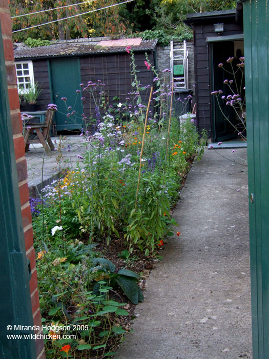 Courtyard border, October 2009