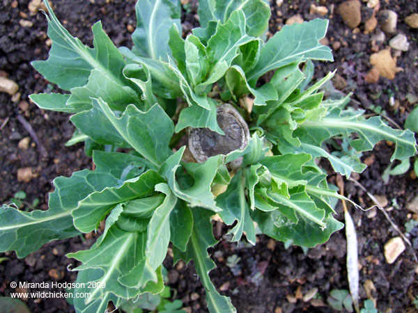 Cabbages chewed by muntjac deer