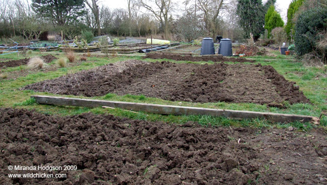 New potato bed