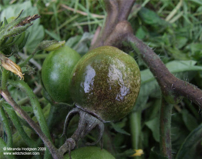 Blight on tomato fruit