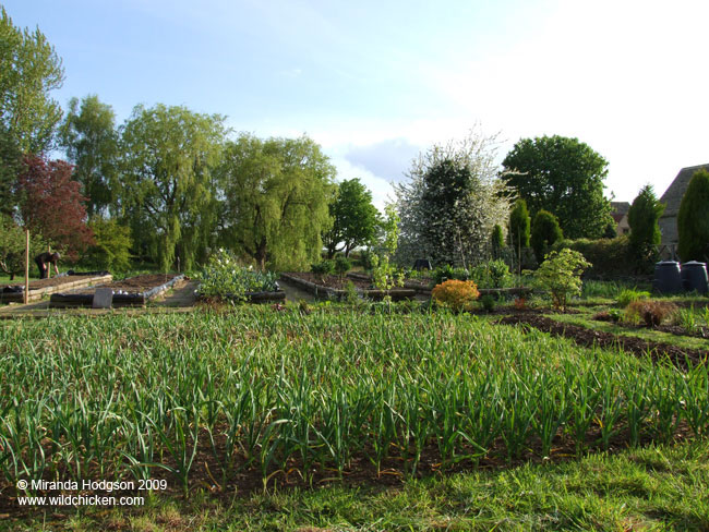 Forest of garlic