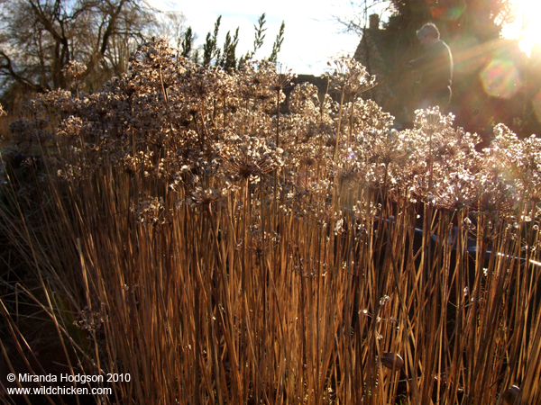 Garlic chives