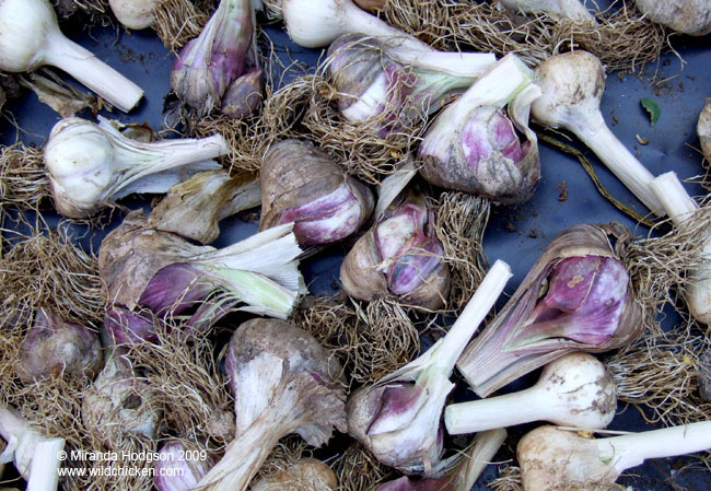 Drying garlic