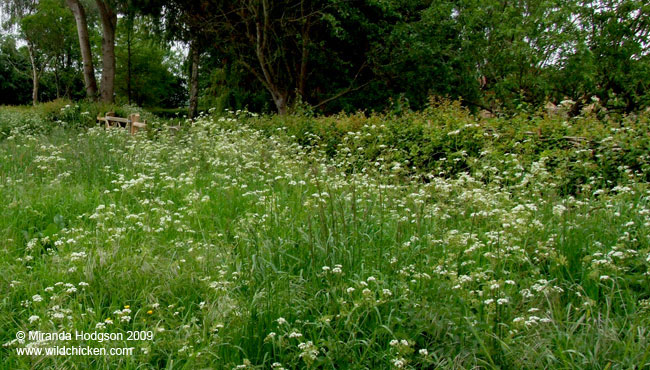 The cow parsley field and the newly laid hedge