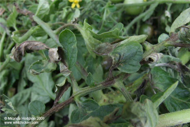 fungicide for tomato blight