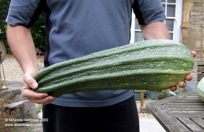 Romanesco marrow