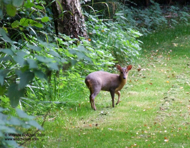 Muntjac deer