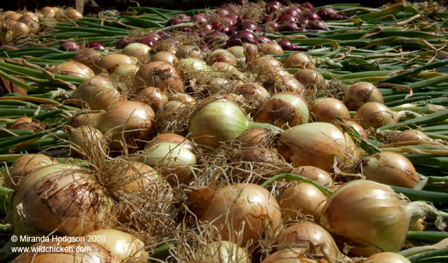 Onions