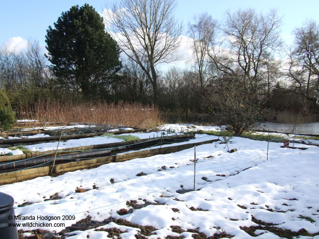 Snow on the garlic bed