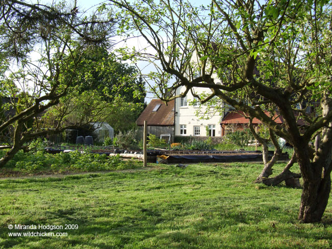 Through the apple trees