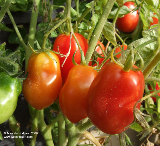 Healthy tomatoes