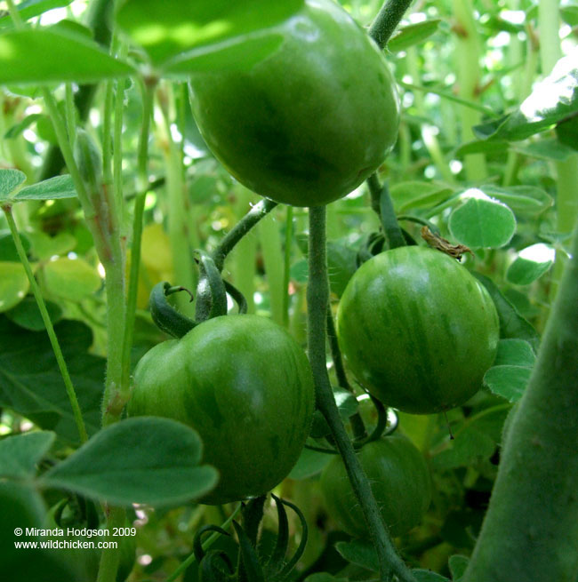 July 'Tigerella' tomatoes