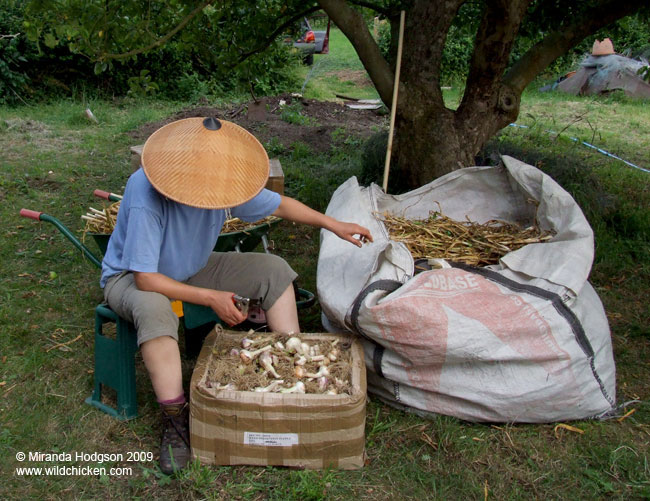 Trimming garlic