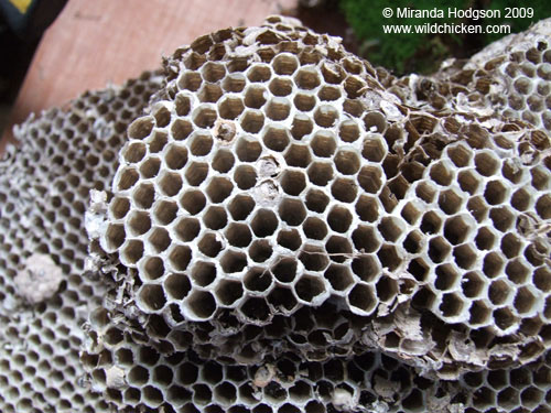 Wasp nest