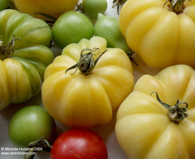 Tomato 'White Tomesol'