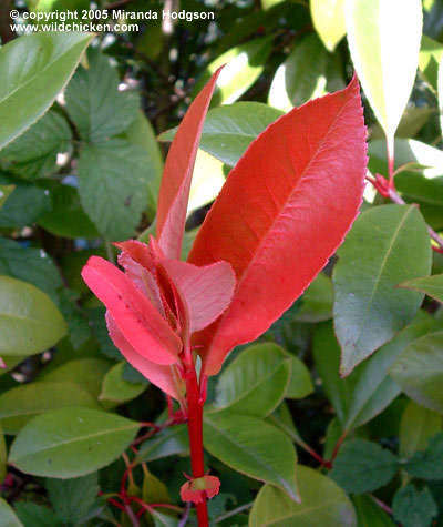 Photinia x fraseri 'Red Robin' - close-up