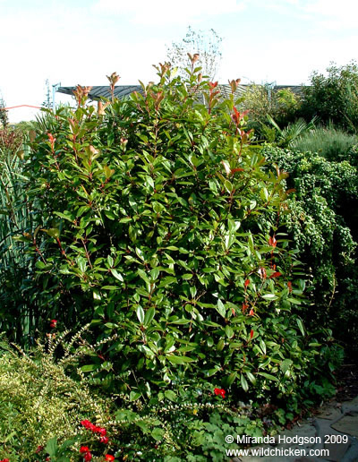 Photinia x fraseri 'Red Robin'