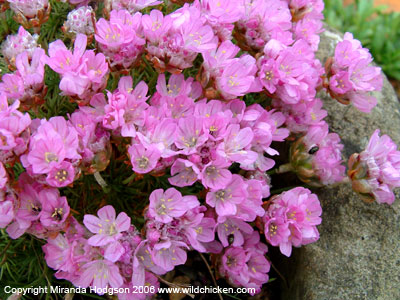 Armeria juniperifolia close up