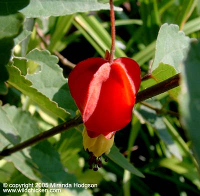 Abutilon megapotamicum