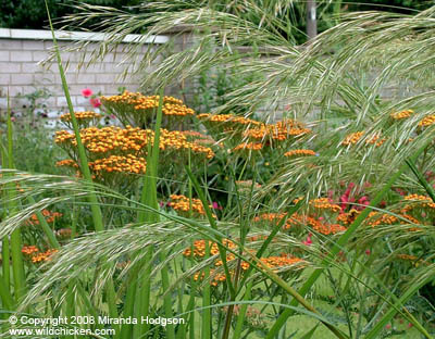 Achillea Walther Funcke