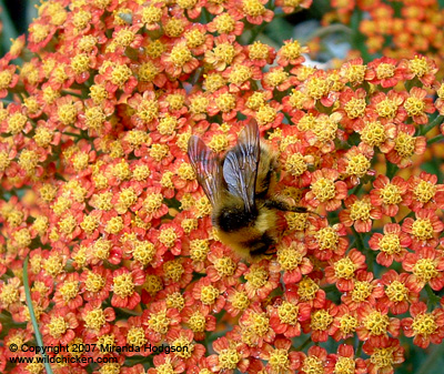 Achillea Walther Funcke and a small bee
