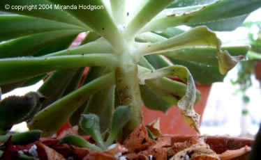 Aeonium arboreum from beneath