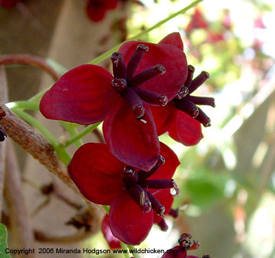 Akebia quinata flower