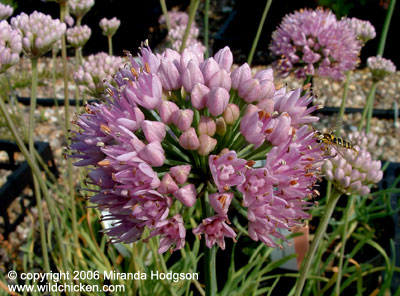 Allium senescens