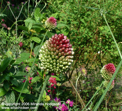 Allium sphaerocephalon