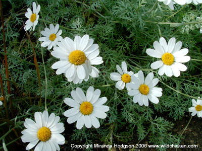 Anthemis punctata subsp. cupaniana flower