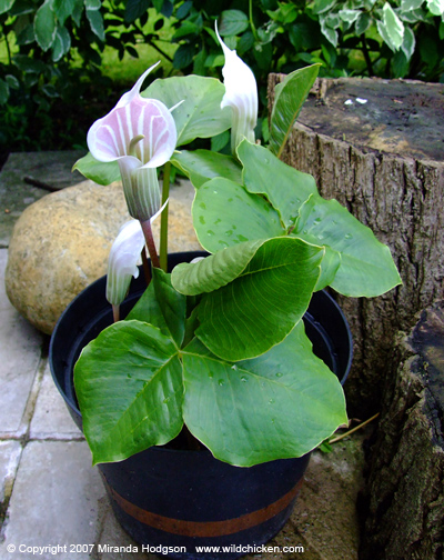 Arisaema candidissimum whole plant