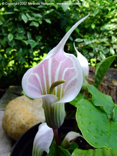 Arisaema candidissimum flower