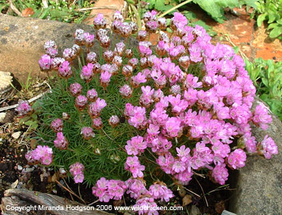 Armeria juniperifolia