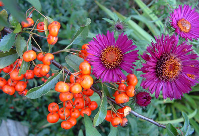 Aster flowers and Pyracantha berries
