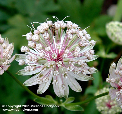 Astrantia major flower