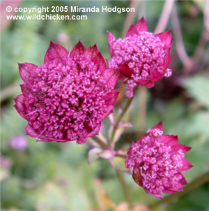 Astrantia major Hadspens Blood - flowers