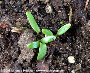 Astrantia seedlings