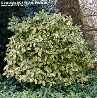 Aucuba japonica 'Crotonifolia'