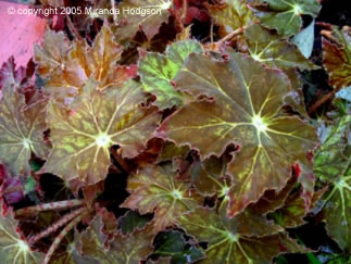 Begonia Rhizomatous