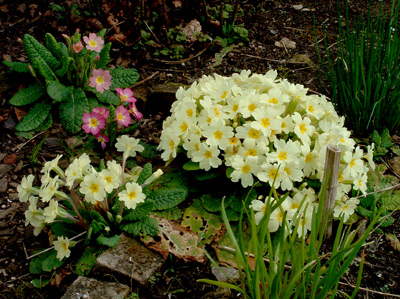 bird-sown primroses